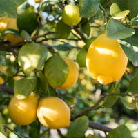 Lemon Oil (Italian)
