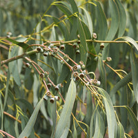 Organic Eucalyptus Globulus Oil
