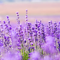 Organic Lavender oil
