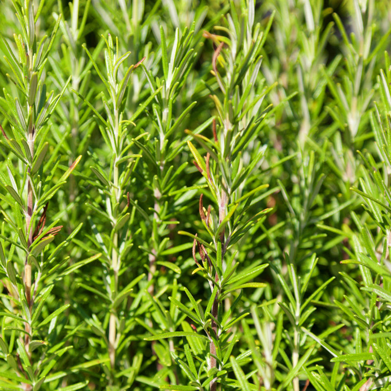 Organic Rosemary Oil