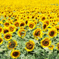 Organic Sunflower Oil
