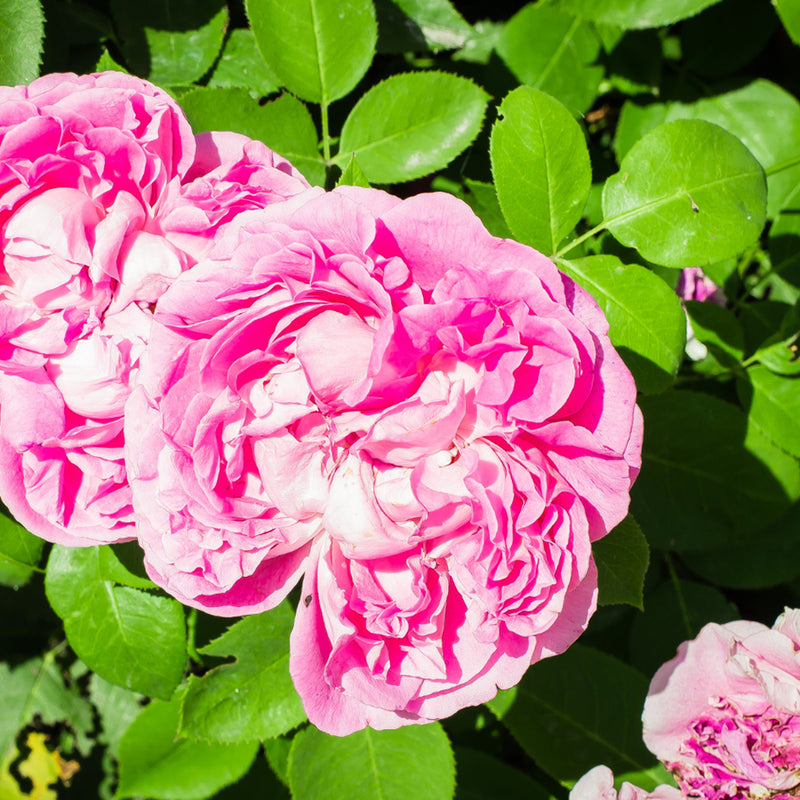 Rose Absolute: Rosa Damascena – ULTRA MARKET