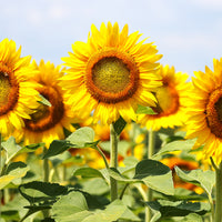 Sunflower Oil
